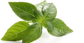 Basil Basil