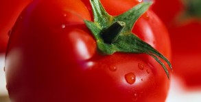 Tomate rojo Tomate rojo