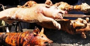 Roasted pigs
