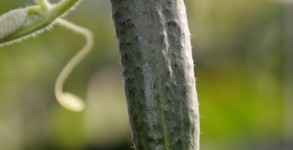 cucumber cucumber